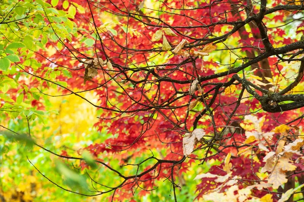 Alberi colorati foresta autunnale in colori magici — Foto Stock