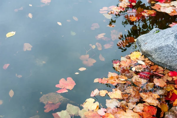 Foglie di autunno di colore in acqua — Foto Stock