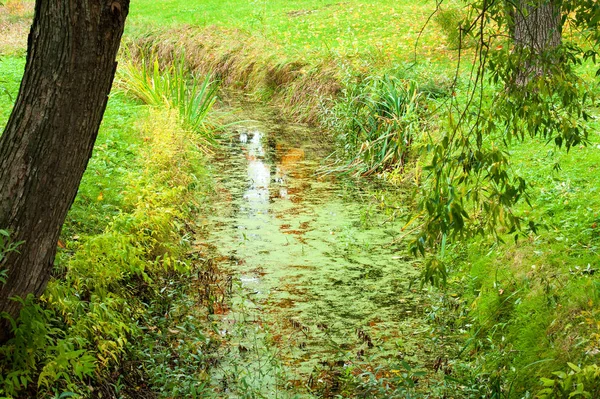 Drain in the fall in the forest with grass — ストック写真