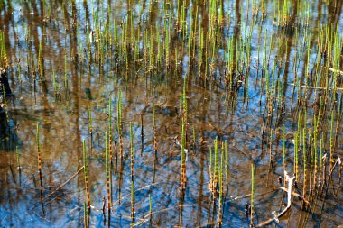 Gökyüzünün yansımalarıyla sudaki yeşil bataklık çimi (bataklık at kuyruğu)
