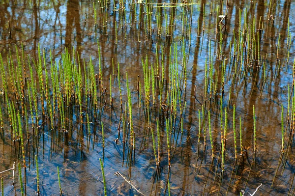 Grönt Träsk Gräs Kärr Åkerfräken Vattnet Med Reflektioner Himlen — Stockfoto