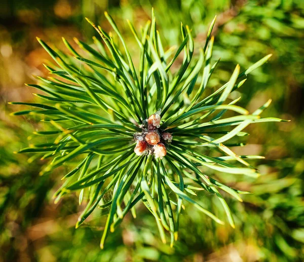 Close Photo Long Needle Pine Tree Needles Sprawled Out Center — Stock Photo, Image