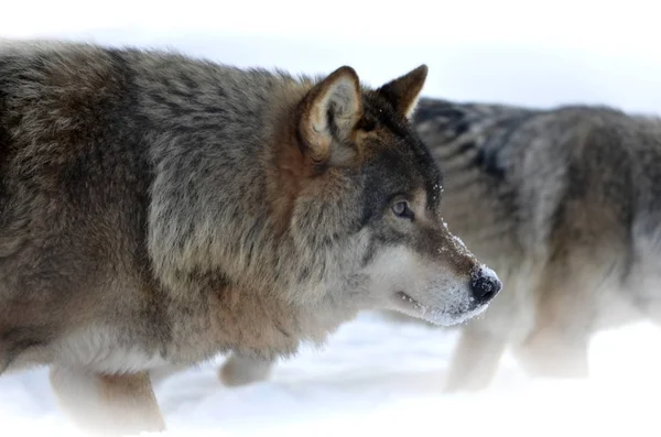 Duo Wolves — Stock Photo, Image