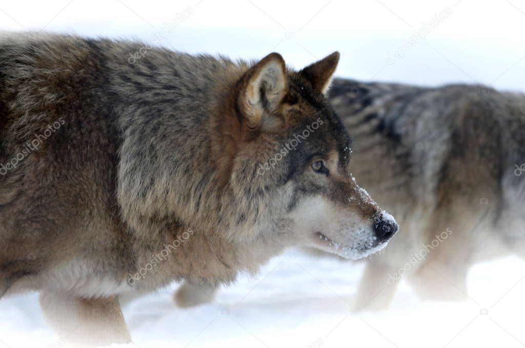 A duo of wolves