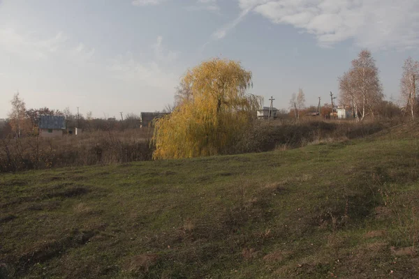 Einsame Weide Mitten Auf Dem Feld — Stockfoto