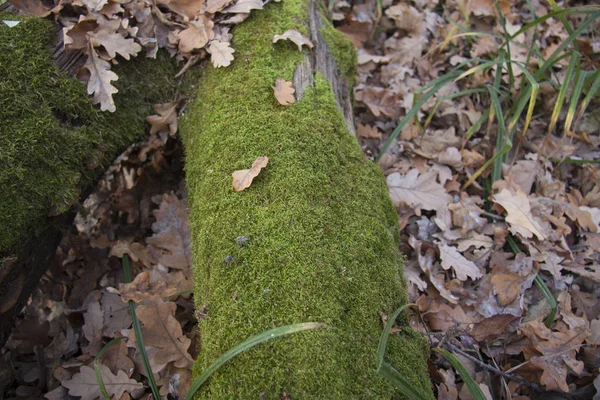 Grön Mossa Ett Träd — Stockfoto