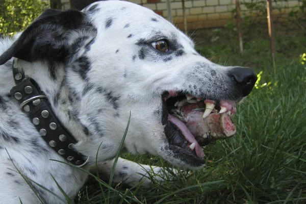 Evil domestic dog with a bone