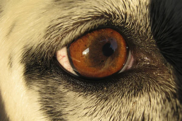 Macro shot of a dog\'s eye