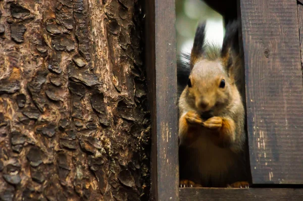 Esquilo Engraçado Parque — Fotografia de Stock