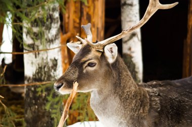 Kırık boynuzlu küçük geyik
