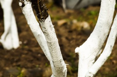 Ağaç bakımı beyaz bahar