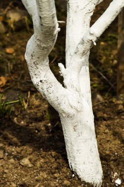 Ağaç bakımı beyaz bahar