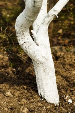 Ağaç bakımı beyaz bahar