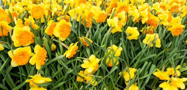 Fleurs tulipes en fond d'écran parc hollandais — Photo