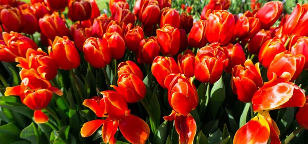 Flores tulipas em holandês parque papel de parede fundo — Fotografia de Stock