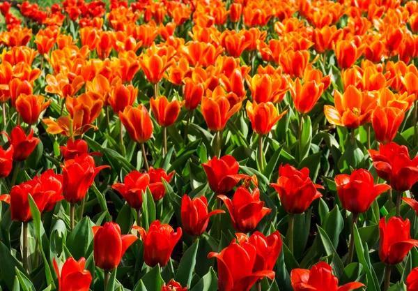 Flores tulipas em holandês parque papel de parede fundo — Fotografia de Stock