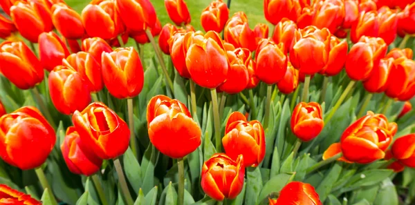 Flores tulipas em holandês parque papel de parede fundo — Fotografia de Stock