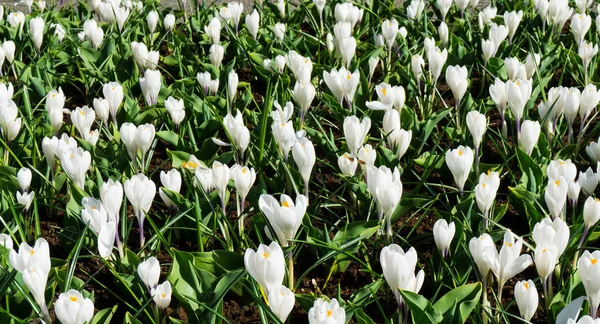 Flores tulipanes en holandés parque fondo de pantalla — Foto de Stock