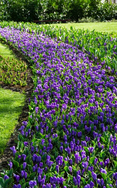 Flores tulipanes en holandés parque fondo de pantalla — Foto de Stock