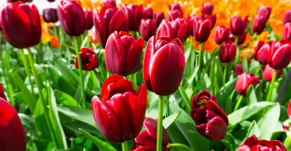 Flowers tulips in dutch park wallpaper background — Stock Photo, Image
