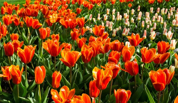 Fleurs tulipes en fond d'écran parc hollandais — Photo