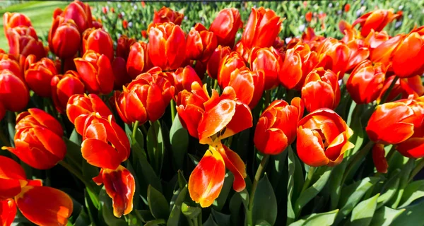 Flores tulipas em holandês parque papel de parede fundo — Fotografia de Stock