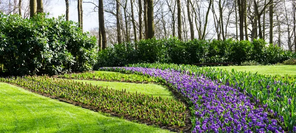 Flowers tulips in dutch park wallpaper background — Stock Photo, Image