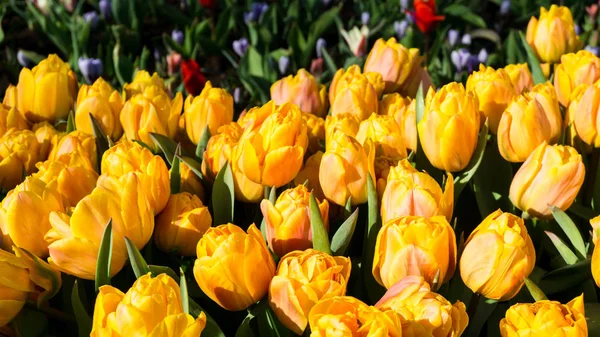 Flowers tulips in dutch park wallpaper background — Stock Photo, Image