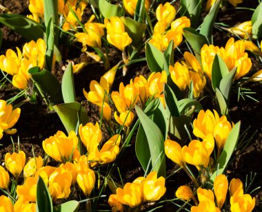 Hollandalı Park duvar kağıdı arka planda çiçekler lale