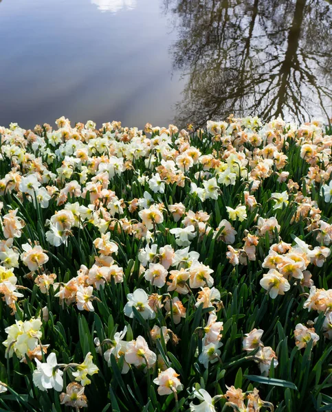 Blumen Tulpen in holländischen Park Tapete Hintergrund — Stockfoto