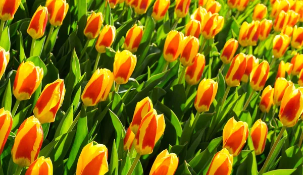 Flores tulipas em holandês parque papel de parede fundo — Fotografia de Stock