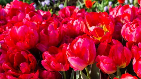 Blumen Tulpen in holländischen Park Tapete Hintergrund — Stockfoto