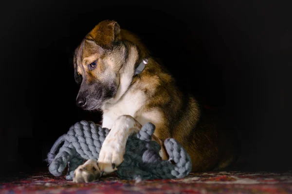 Beautiful dog plays with an elephant toy in studio lighting