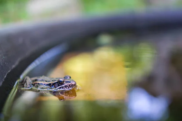 Tiny frog standing in water in a birdbath