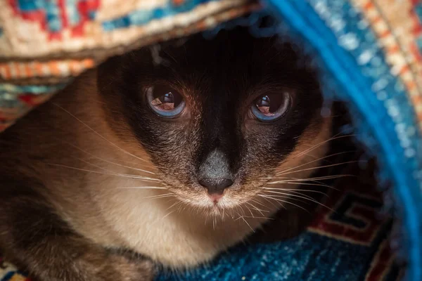 A scared Siamese cat is hiding in a dark place, eyes wide
