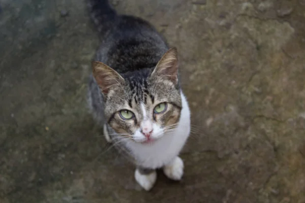 縞模様の面白い猫の肖像画 — ストック写真