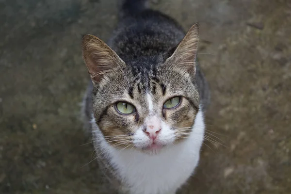 縞模様の面白い猫の肖像画 — ストック写真