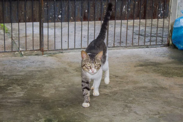 Porträt Der Gestreiften Lustigen Katze — Stockfoto