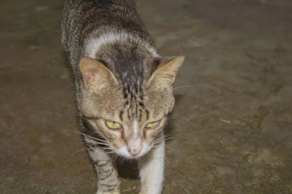 縞模様の面白い猫の肖像画 — ストック写真