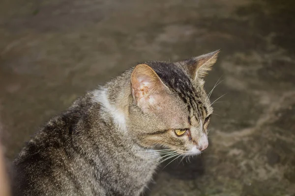 縞模様の面白い猫の肖像画 — ストック写真