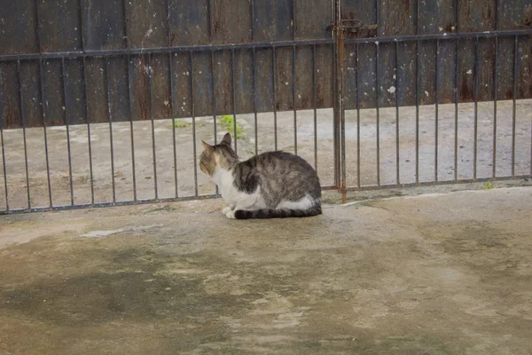 Porträt Der Gestreiften Lustigen Katze — Stockfoto