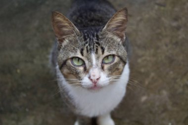 Çizgili komik kedi portresi