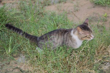 Çizgili komik kedi portresi