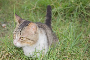 Çizgili komik kedi portresi