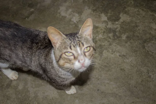 Portrait Striped Funny Cat — Stock Photo, Image