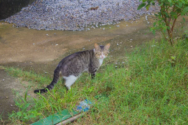 Retrato Rayas Divertido Gato — Foto de Stock