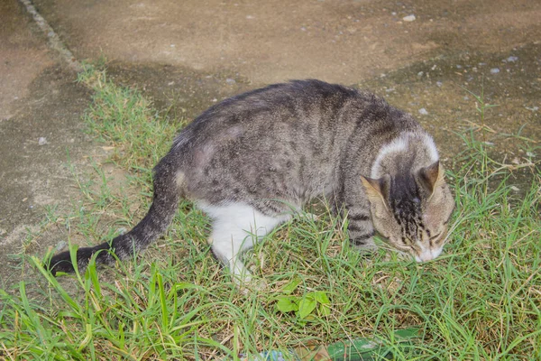 縞模様の面白い猫の肖像画 — ストック写真