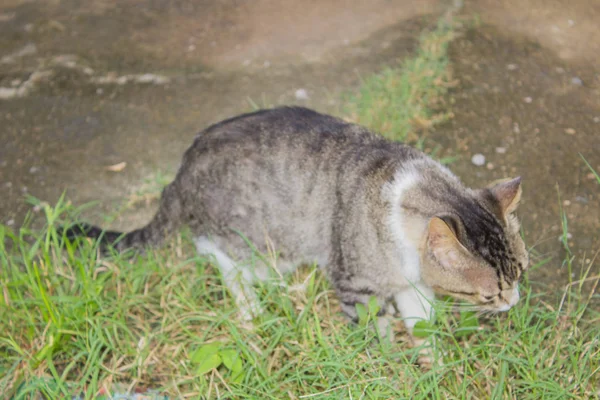 Çizgili Komik Kedi Portresi — Stok fotoğraf