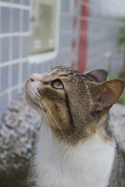 縞模様の面白い猫の肖像画 — ストック写真