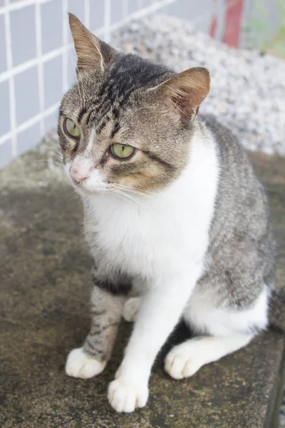 Portrait Striped Funny Cat — Stock Photo, Image